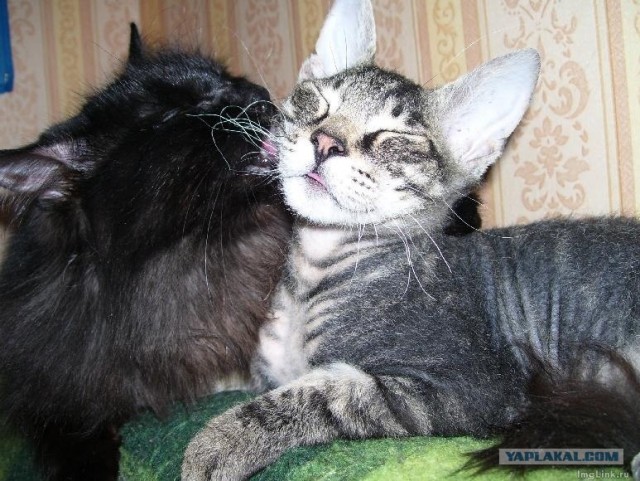 It's Catursday Fever! (Котовторник)