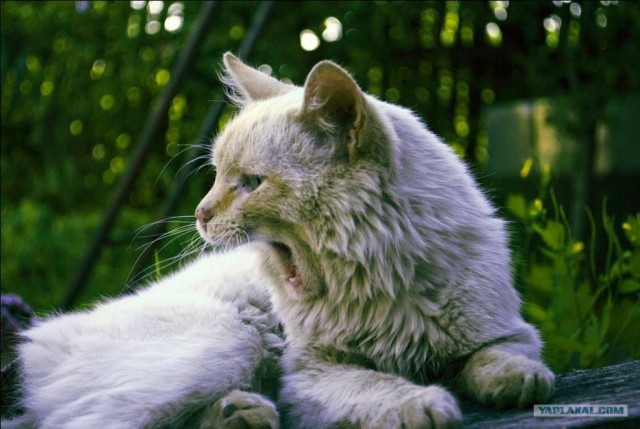 Котовторник  07.06.11