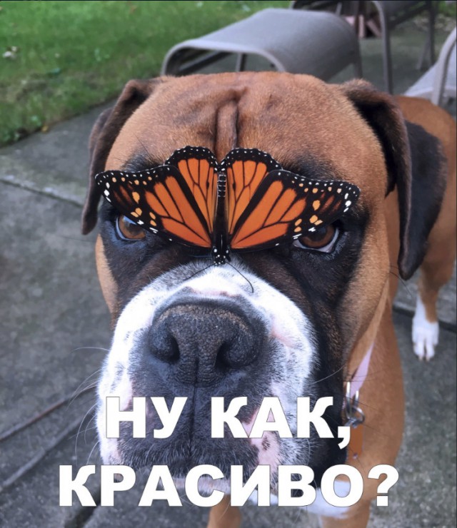 Нестандартный юмор