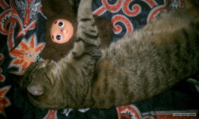 Котовторник (31.01.2012)