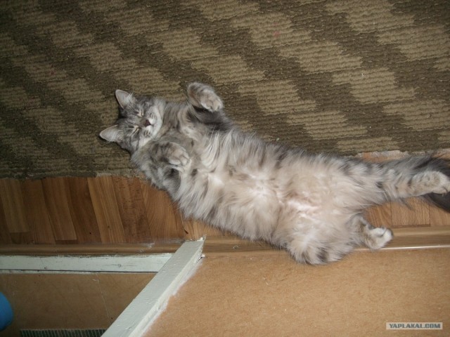 Котовторник! 13.03.2012
