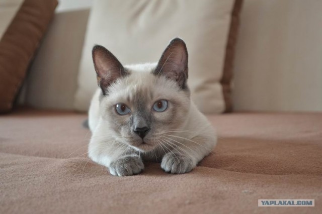 Котовторник  12. 06. 2012