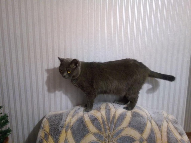 Котовторник 29.01.2019!