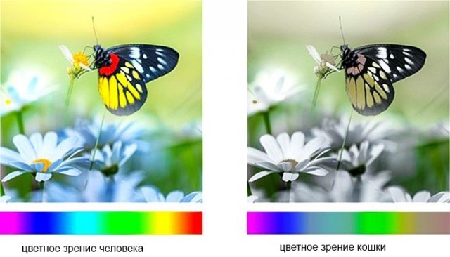 "Ловкий" котяра