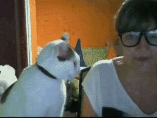 Сними очки - погладь кота!