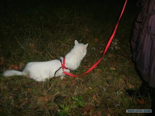 Котовторник  16.10.12