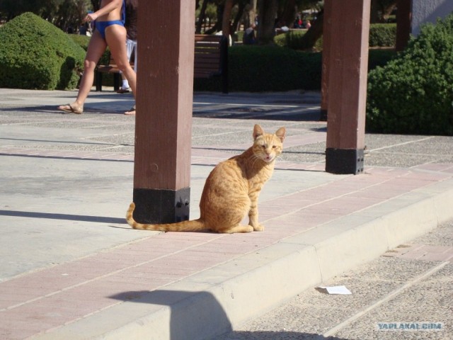 Котовторник 29.01.2013