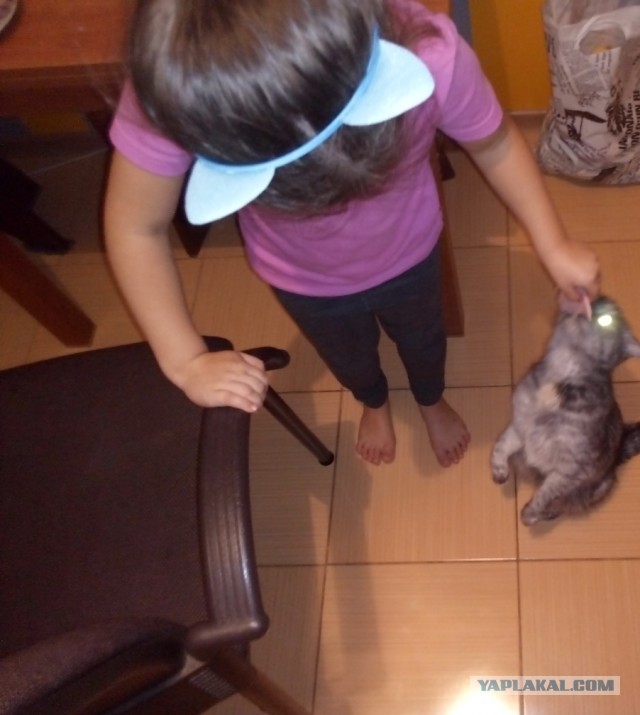 Что делать с котом?