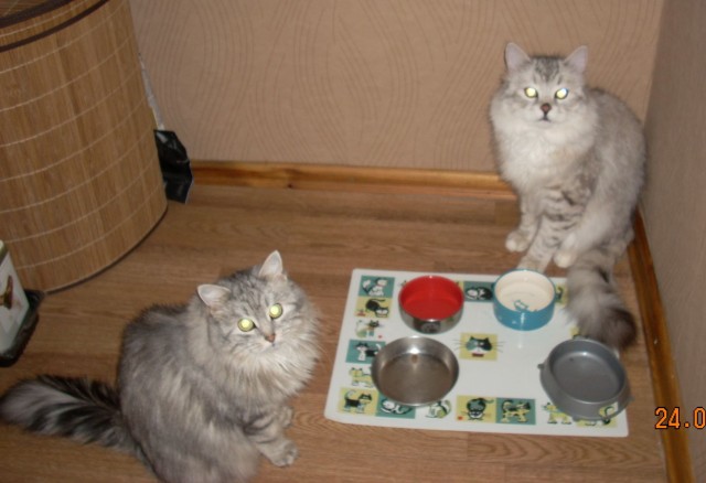 Котовторник 28.01.2020