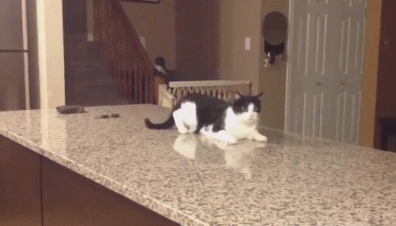 Мой кот - идиот!