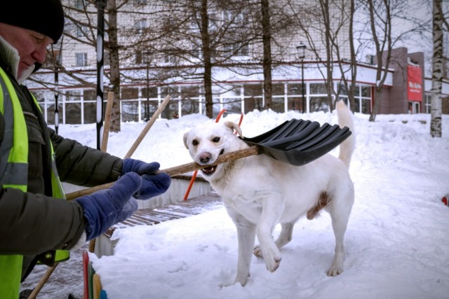 Живность из сети