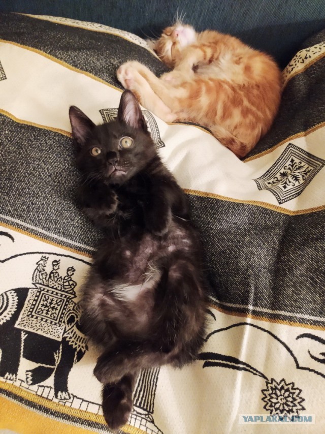 ̶К̶о̶р̶о̶н̶  Котовторник!