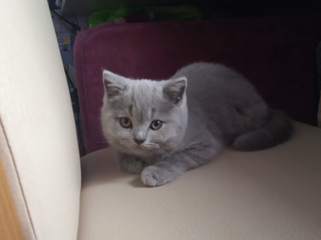 Коты, которые нас порадовали!