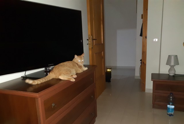 Коты, которые нас порадовали!