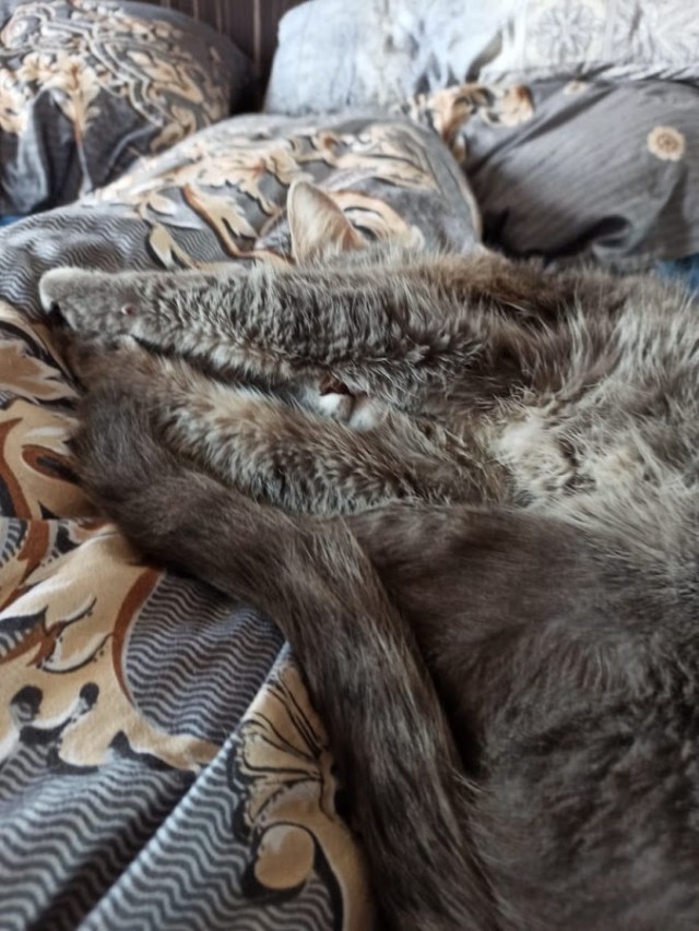Ну, с котовторником!