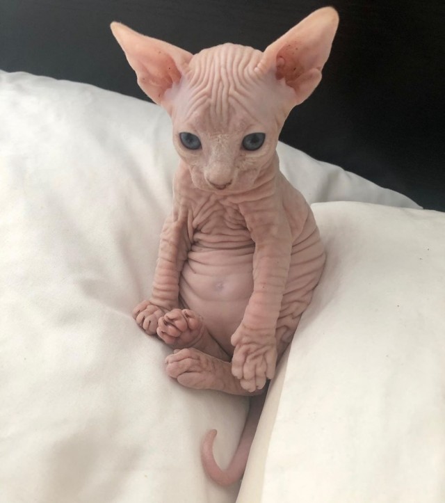 Эти забавные животные