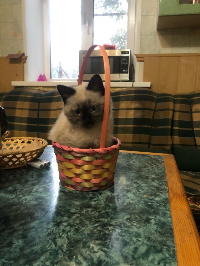 Котовторник 13.10.2020