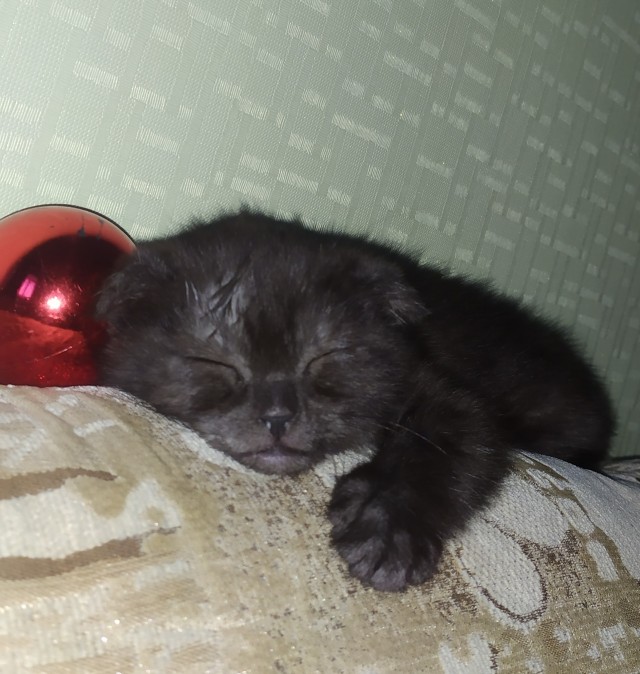 Почему вам нужно завести котов