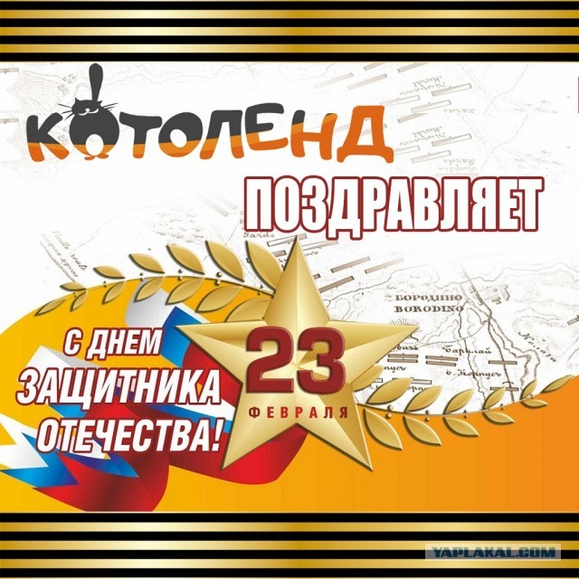 Жизнь домашнего приюта "Котоленд" 272