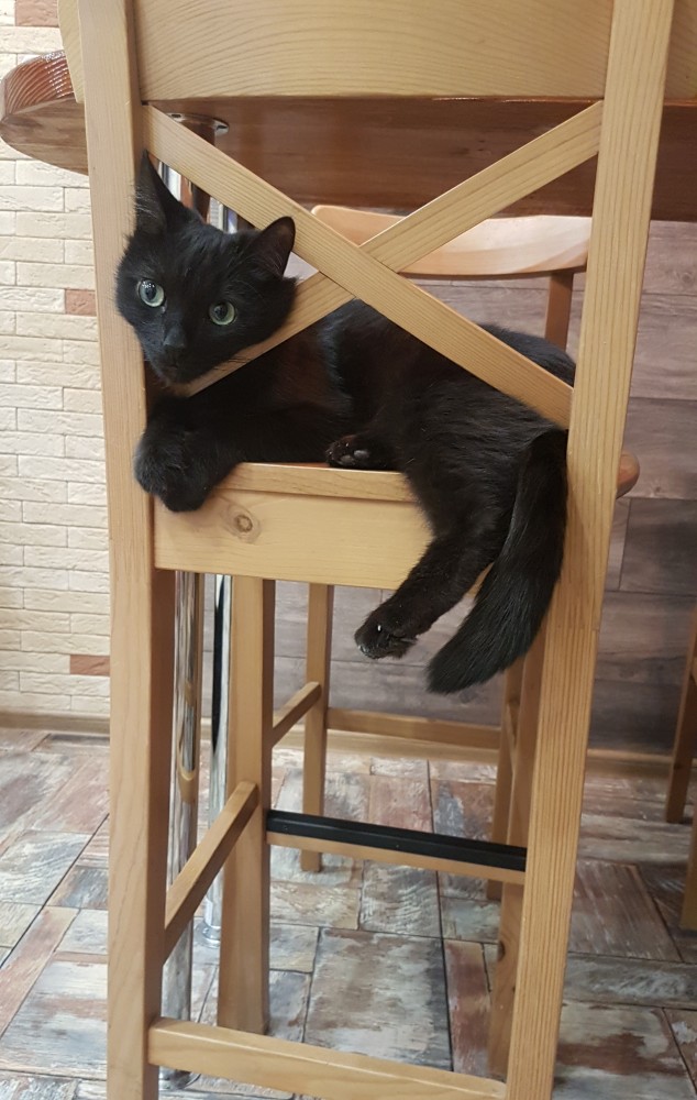 С котовторником!