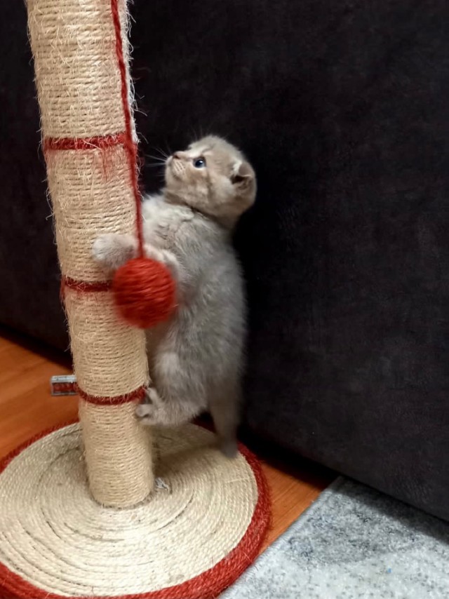 Котятки!!