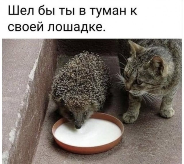 Картинки и мемы для настроения 02.11.2021