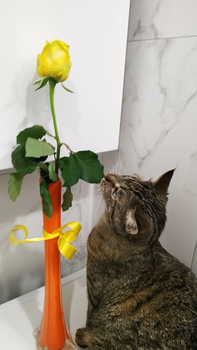Котовторник 21.12.21