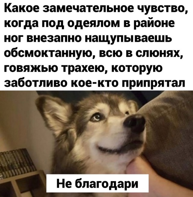 Картинки и мемы для настроения  -  9