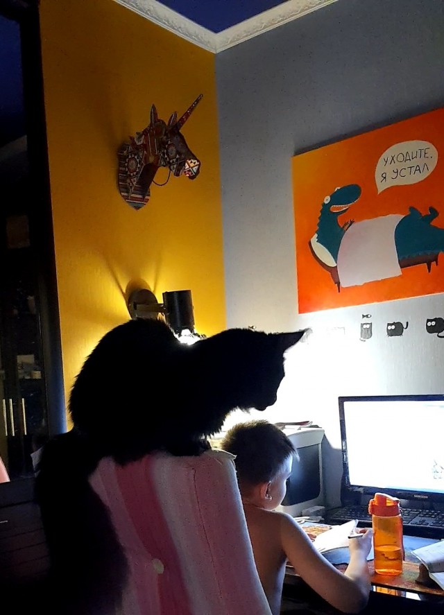 Господа и дамы ЯПа! Котовторник у нас начался! Отойдите от политоты и давайте котиков побольше!