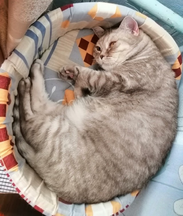 Котовторник вроде.