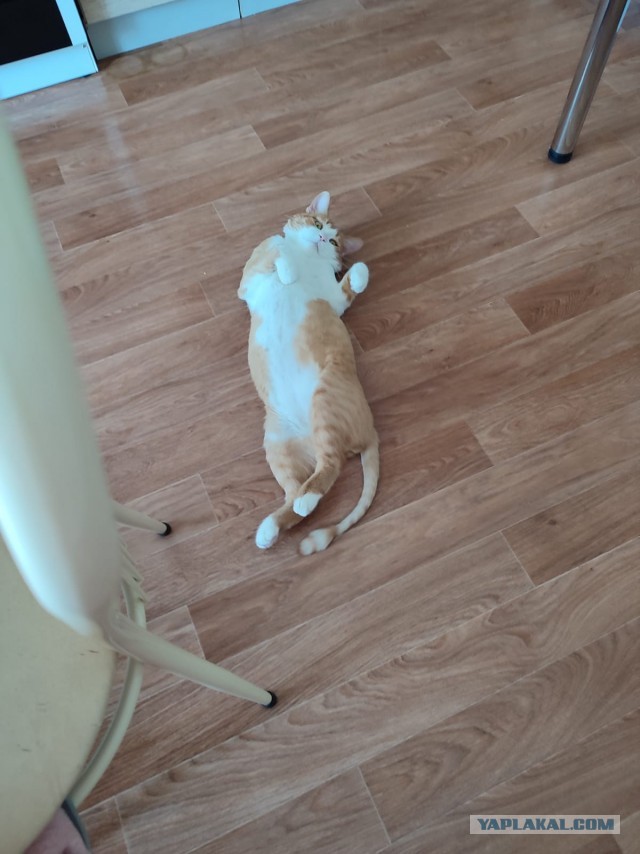 Котоманы, как не разориться на кормежке котов?