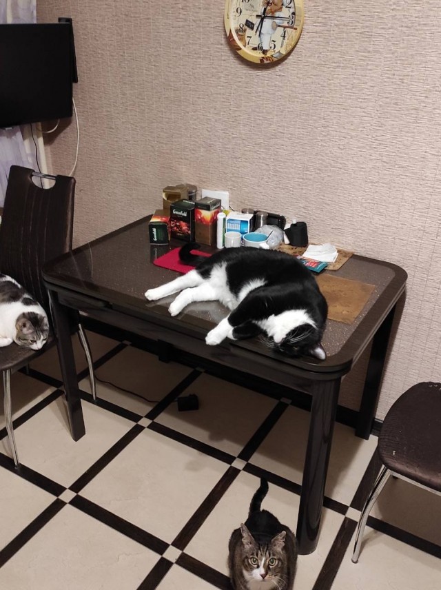 Котовторник! Пара фоток суровых котов.