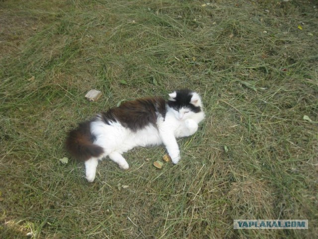 Жизнь домашнего приюта для котеек 399