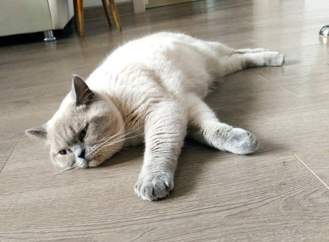 Котовторник 19.07.22