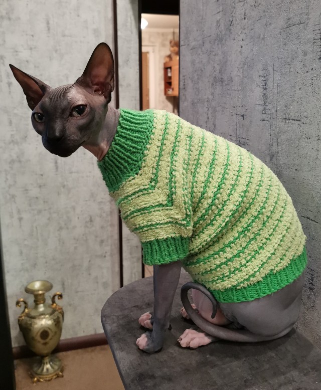 С Котовторником вас! Зовут Чеса!