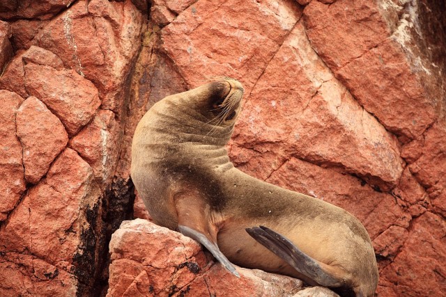 Южно-Американский дневник. Перу.