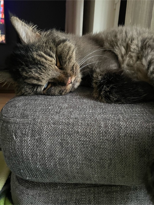 Кот Тимофей