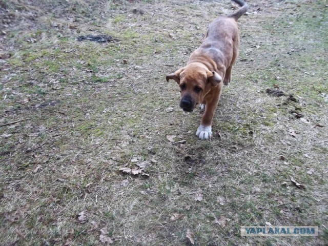 Жизнь домашнего приюта для котеек 440