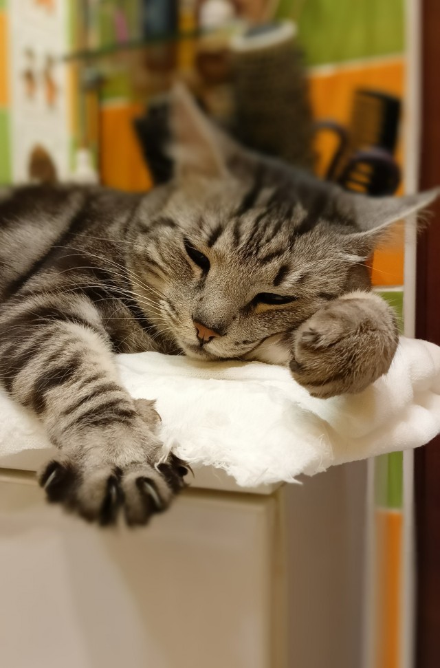 Котовторник