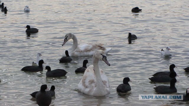 Крым в феврале или "Не стреляйте в белых лебедей!"