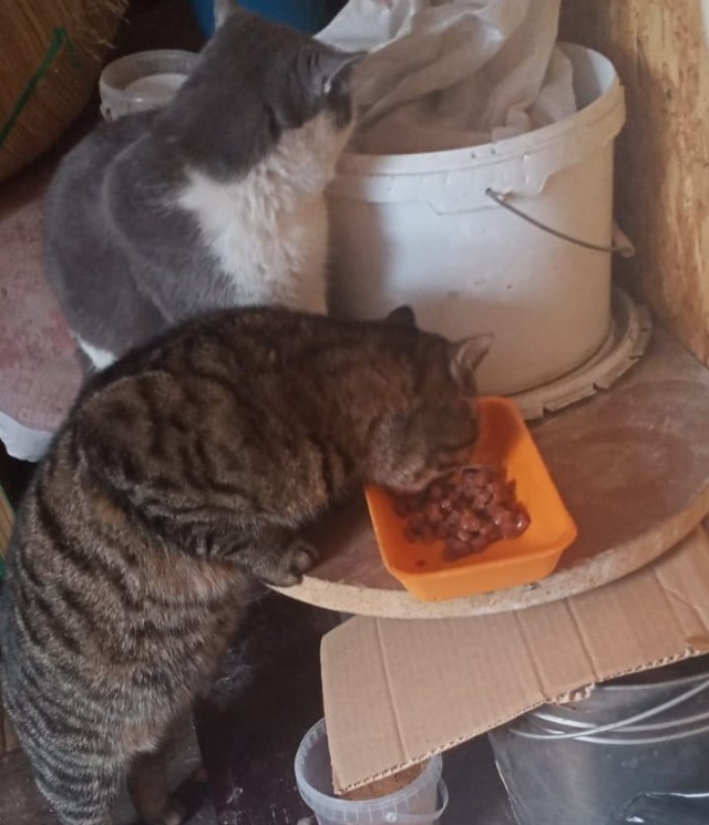 Дело о пропаже ведра сметаны раскрыто.