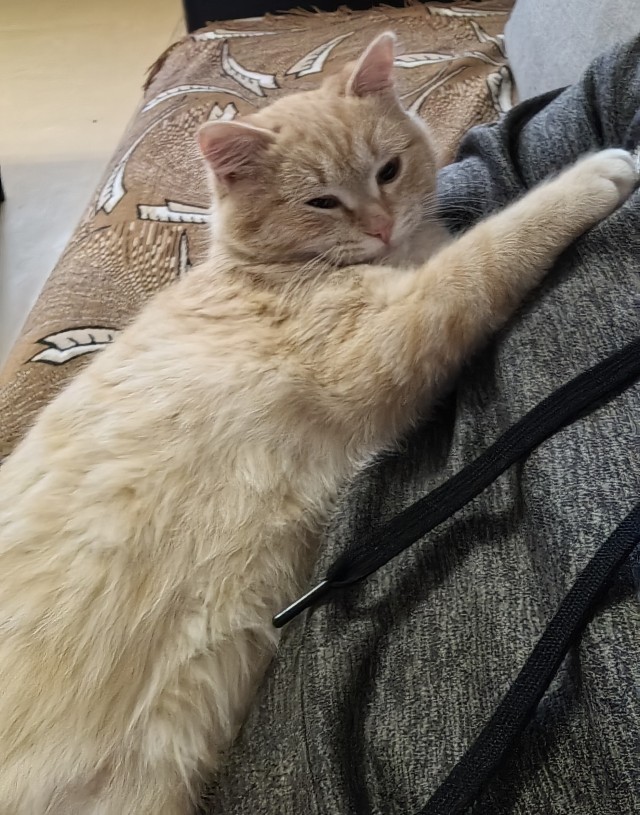 Котенок с приюта