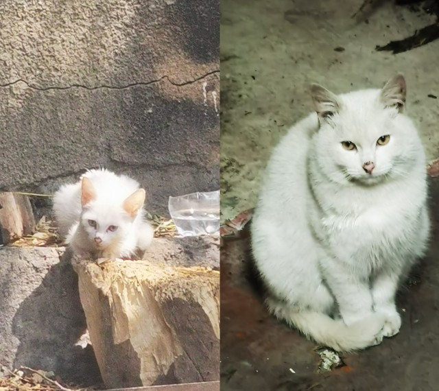 Две стадии развития кошки