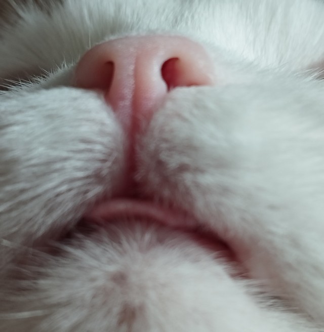 Толстые коты