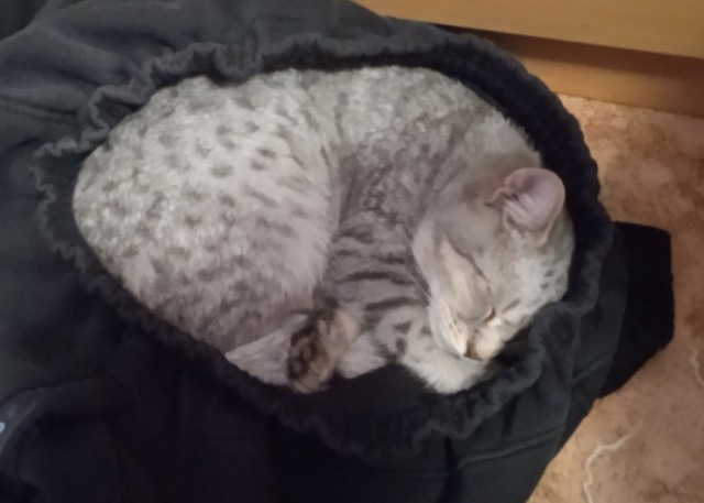 Коробочки наше фсё
