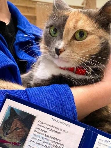 Кошка Агния получила студенческий билет российского университета
Вручение документа прошло в торжественной обстановке.