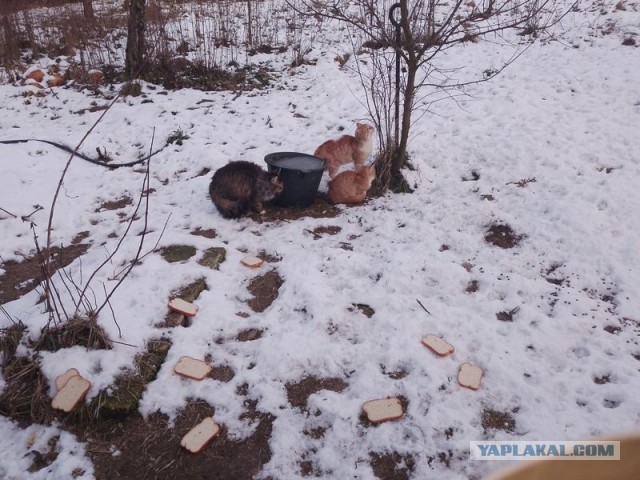 Жизнь домашнего приюта для котеек 531