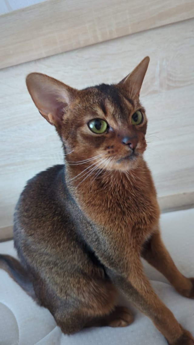 Совпало с котовторником.