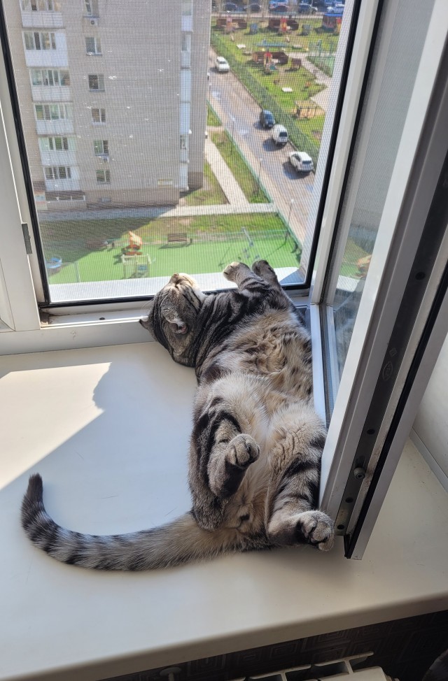 А как спят ваши питомцы?