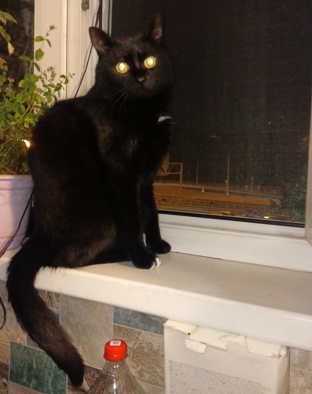 Минус один бродяга